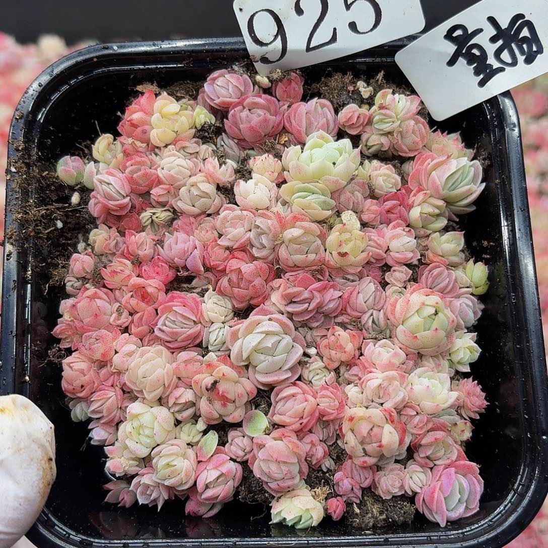 多肉植物多肉植物925量拍