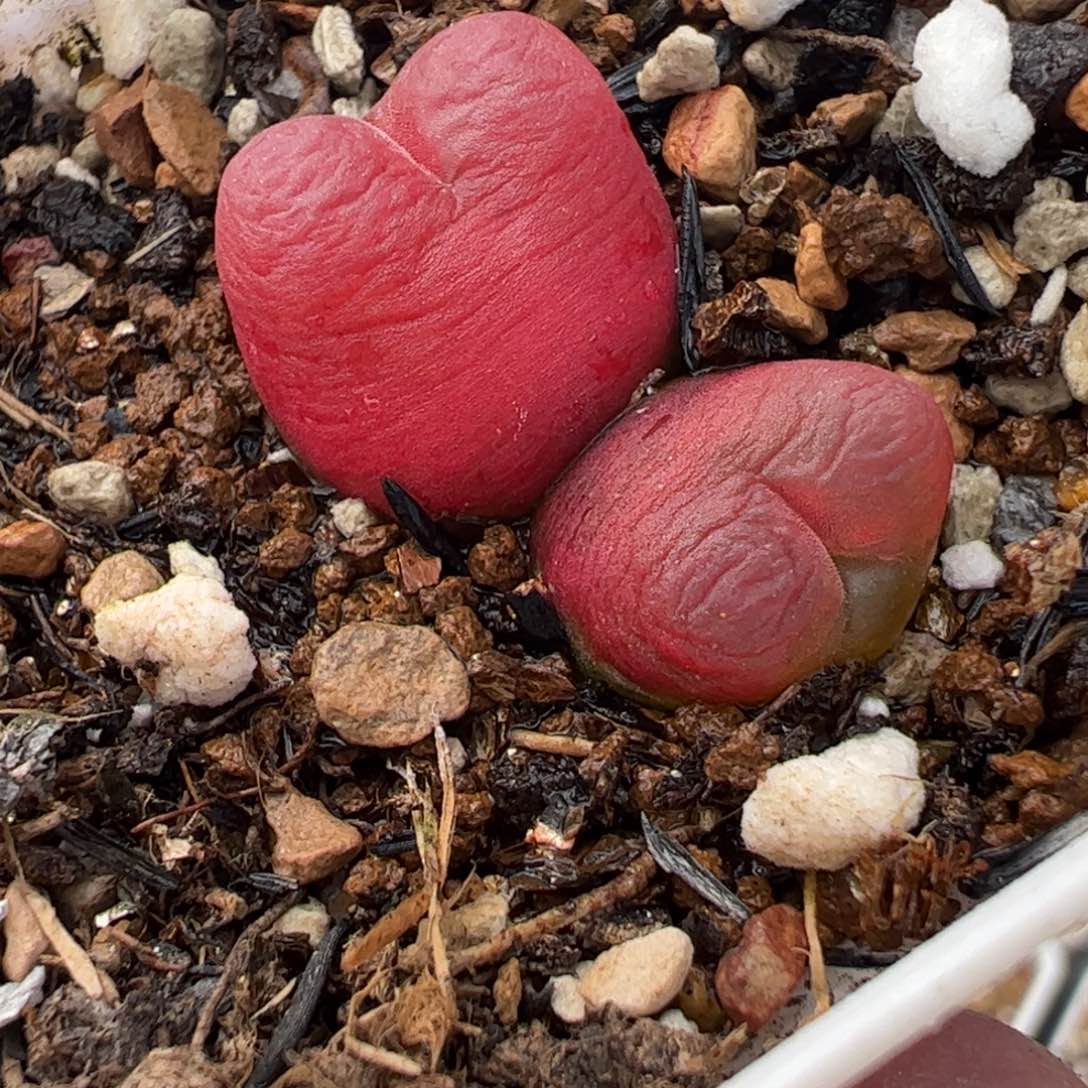 033多肉植物组合