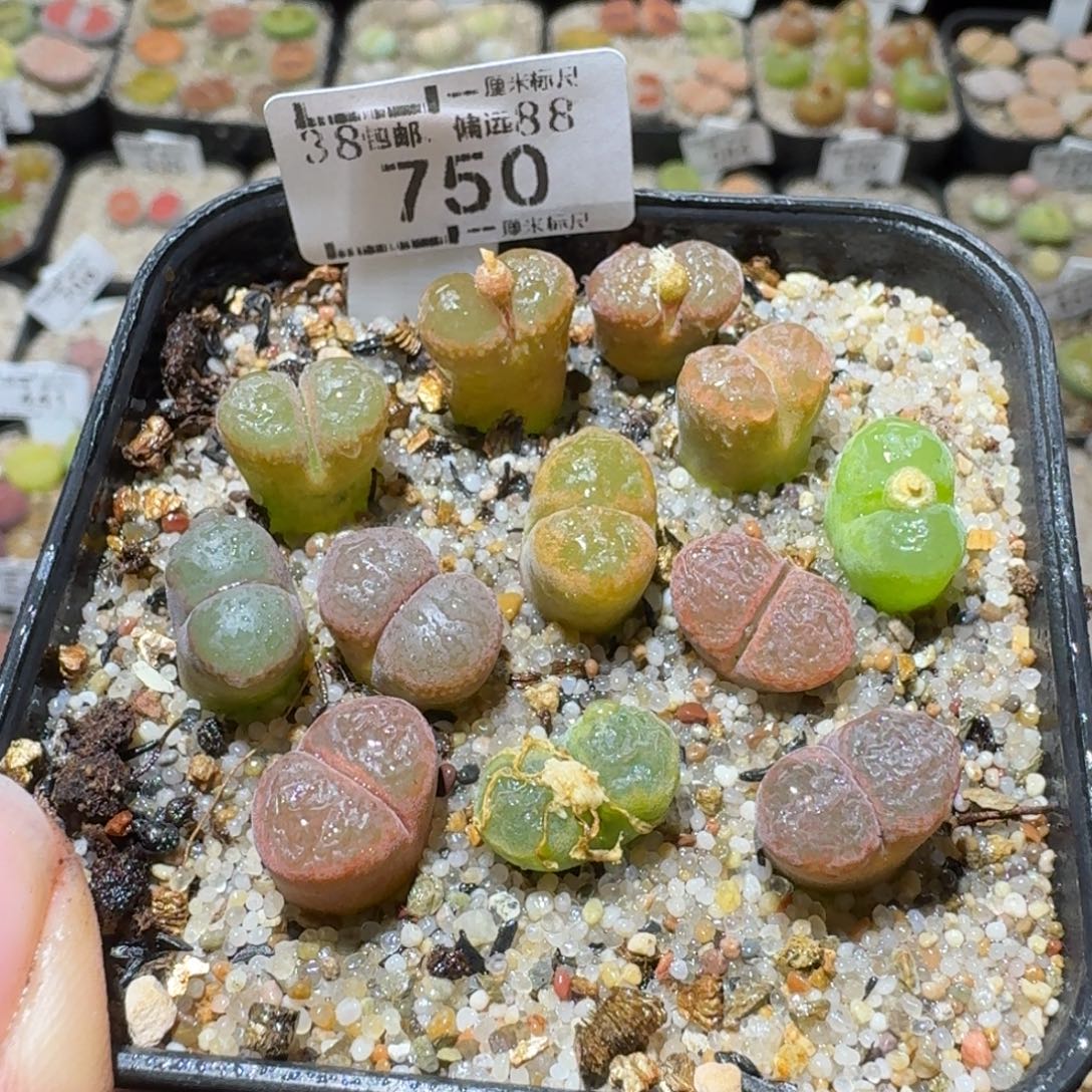 Sss清货了清货了750风铃