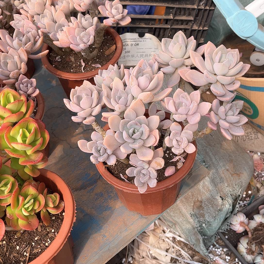 云东美人多肉植物10