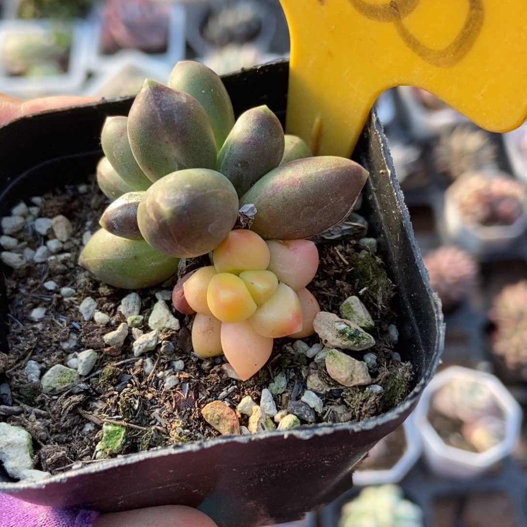 6135千代田锦多肉植物