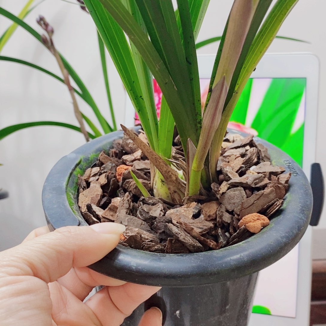 石***园当前无花栽培后可以开花