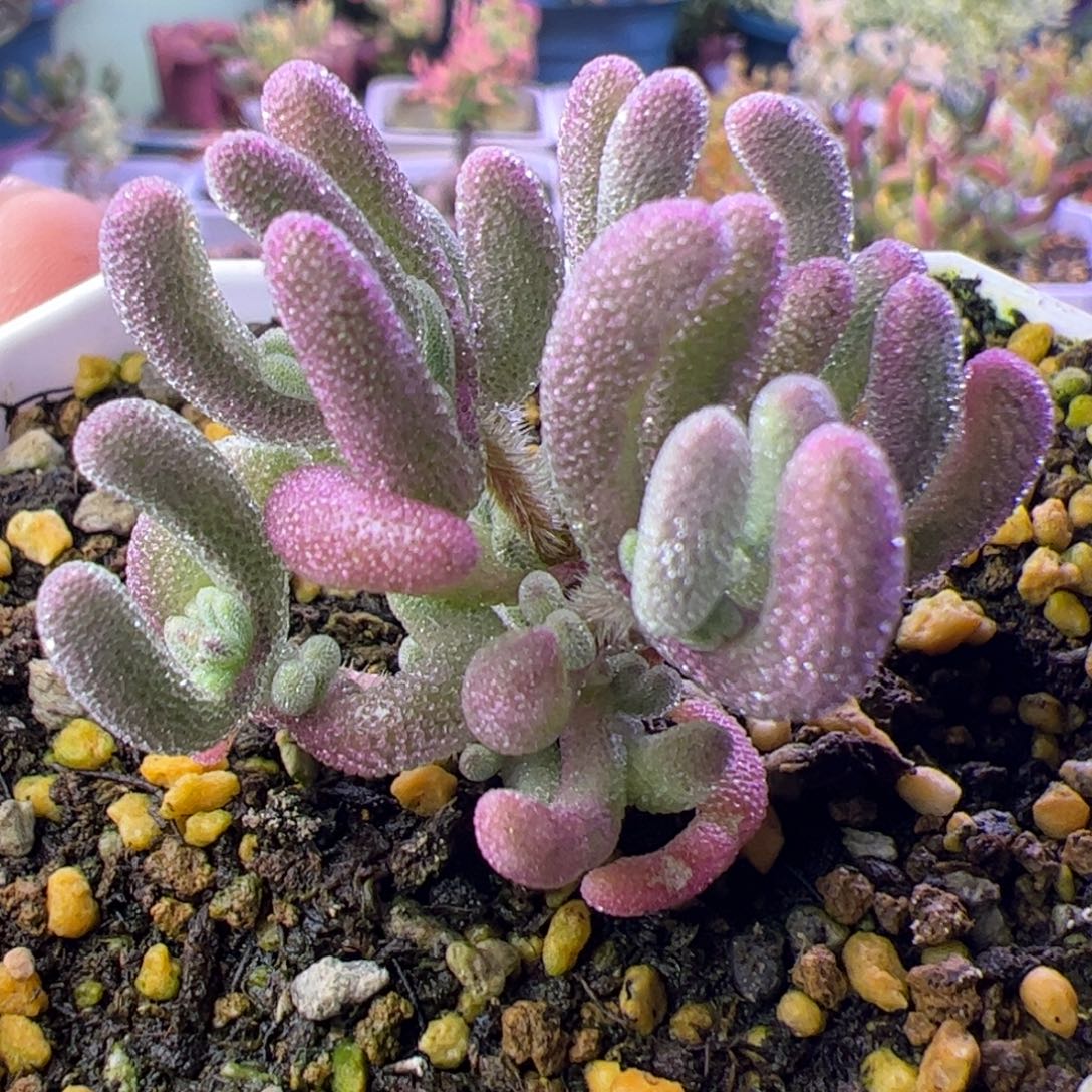 多肉植物枝干超紫