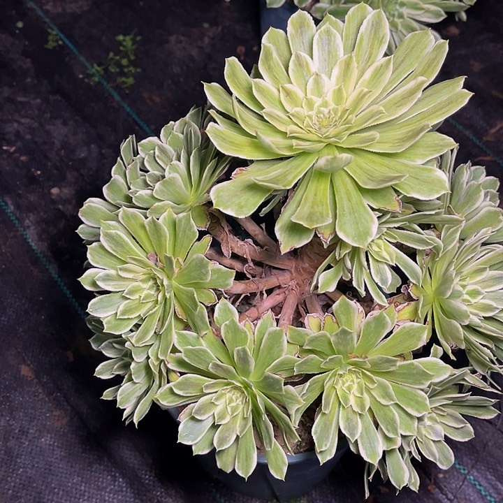 碧浪碧浪碧浪0013