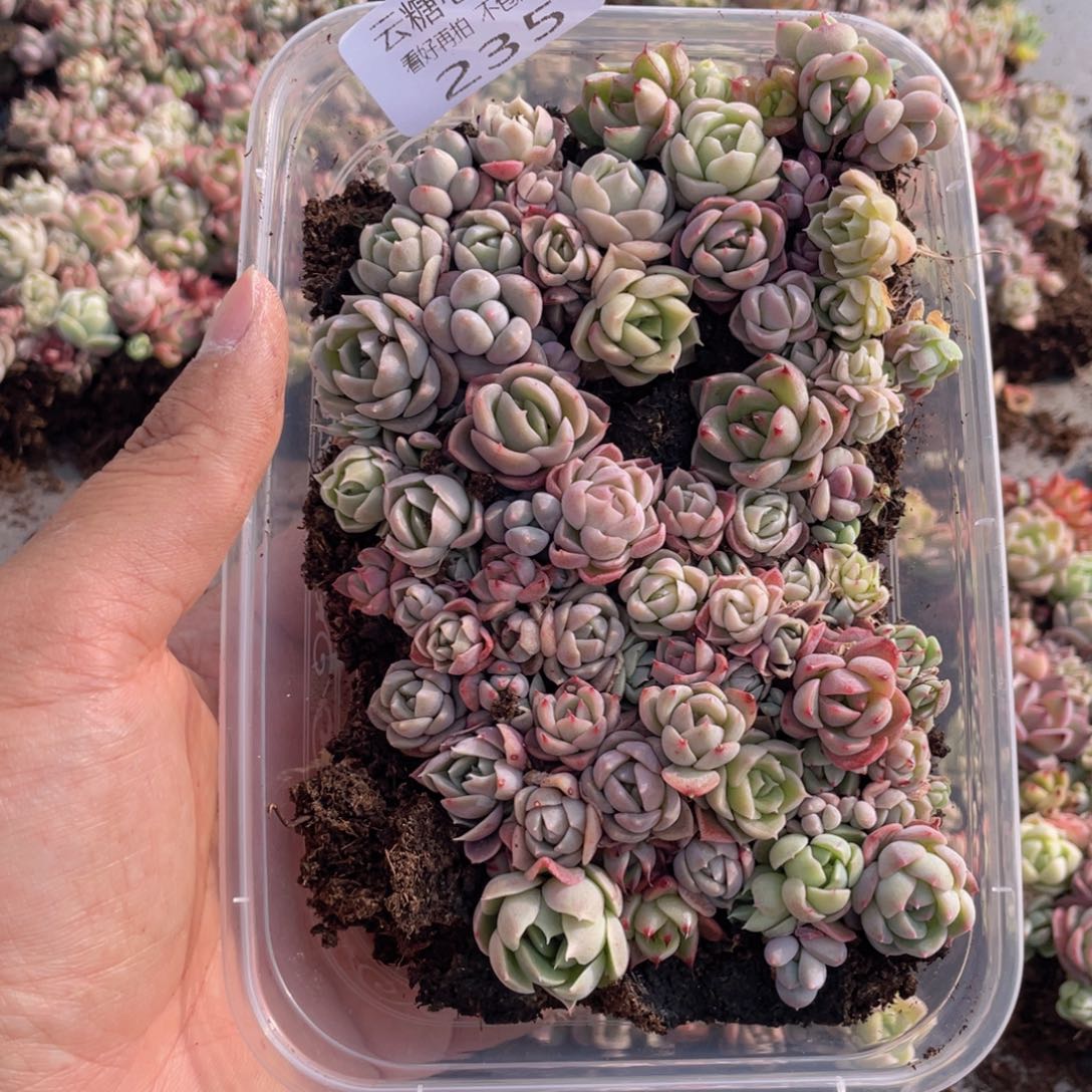 云糖心多肉植物235
