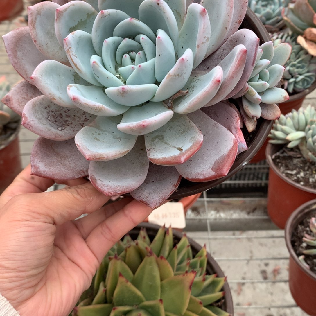 橙*3嫦娥多肉植物