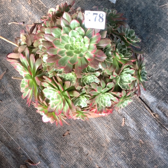 七**仙多肉植物海鲜278