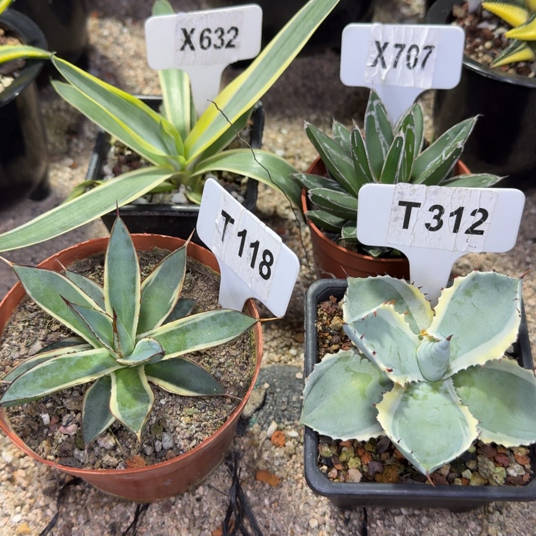 开播福利4颗龙舌兰组合脱土发