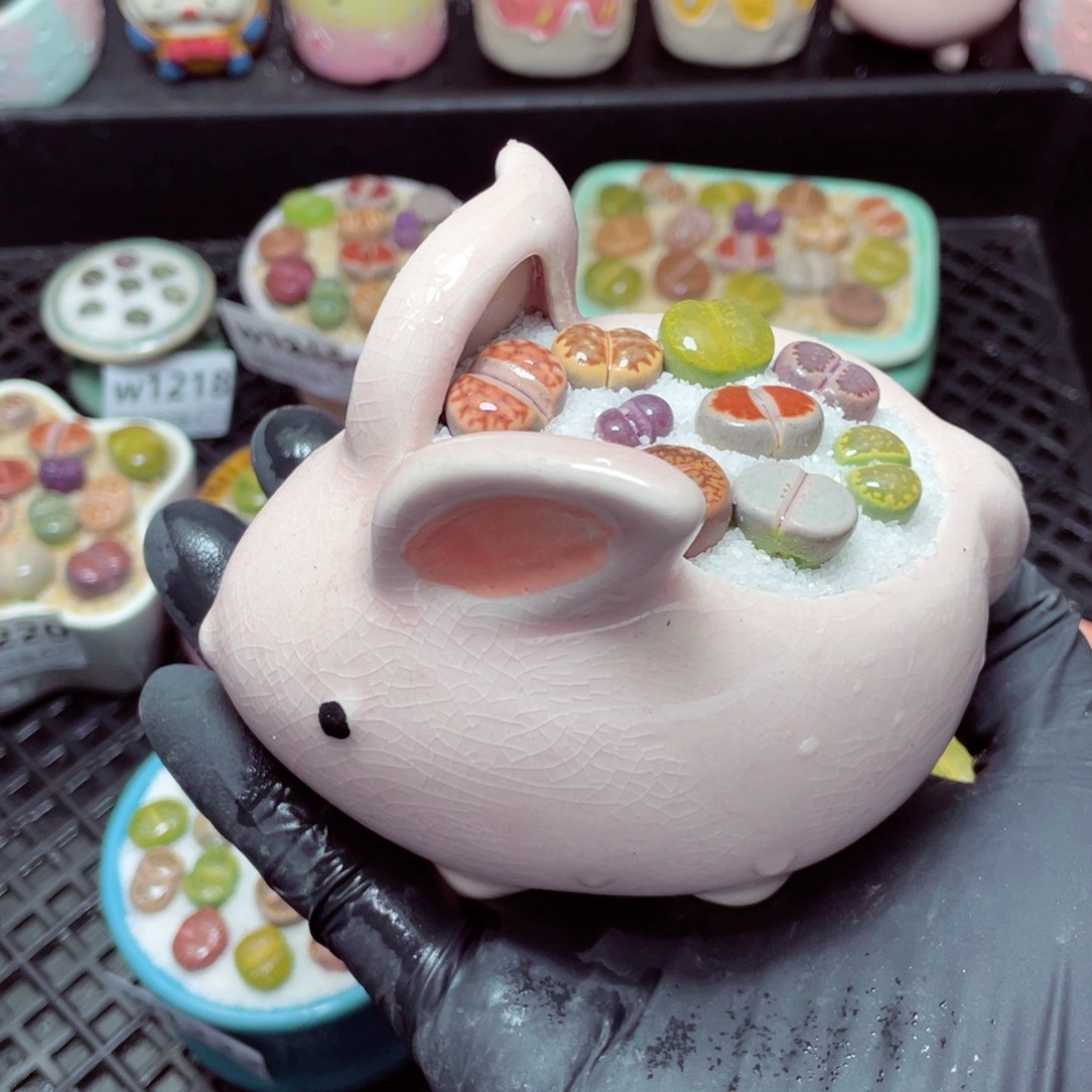 w1223-，带盆土发货，零下地区拍保温箱