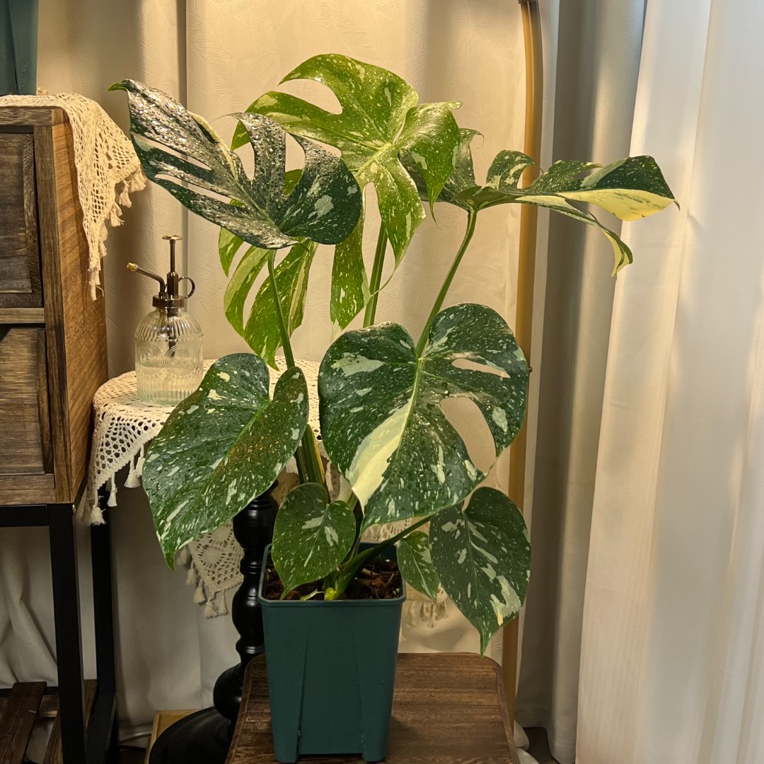 洒金龟背竹懒人耐热网红进口绿植盆栽室内阳台大叶好养植物