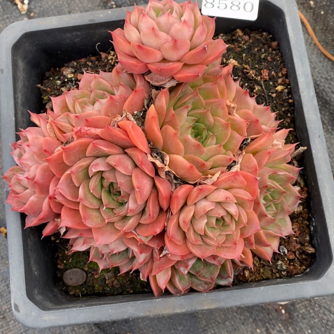 8580杂交精品多肉老桩