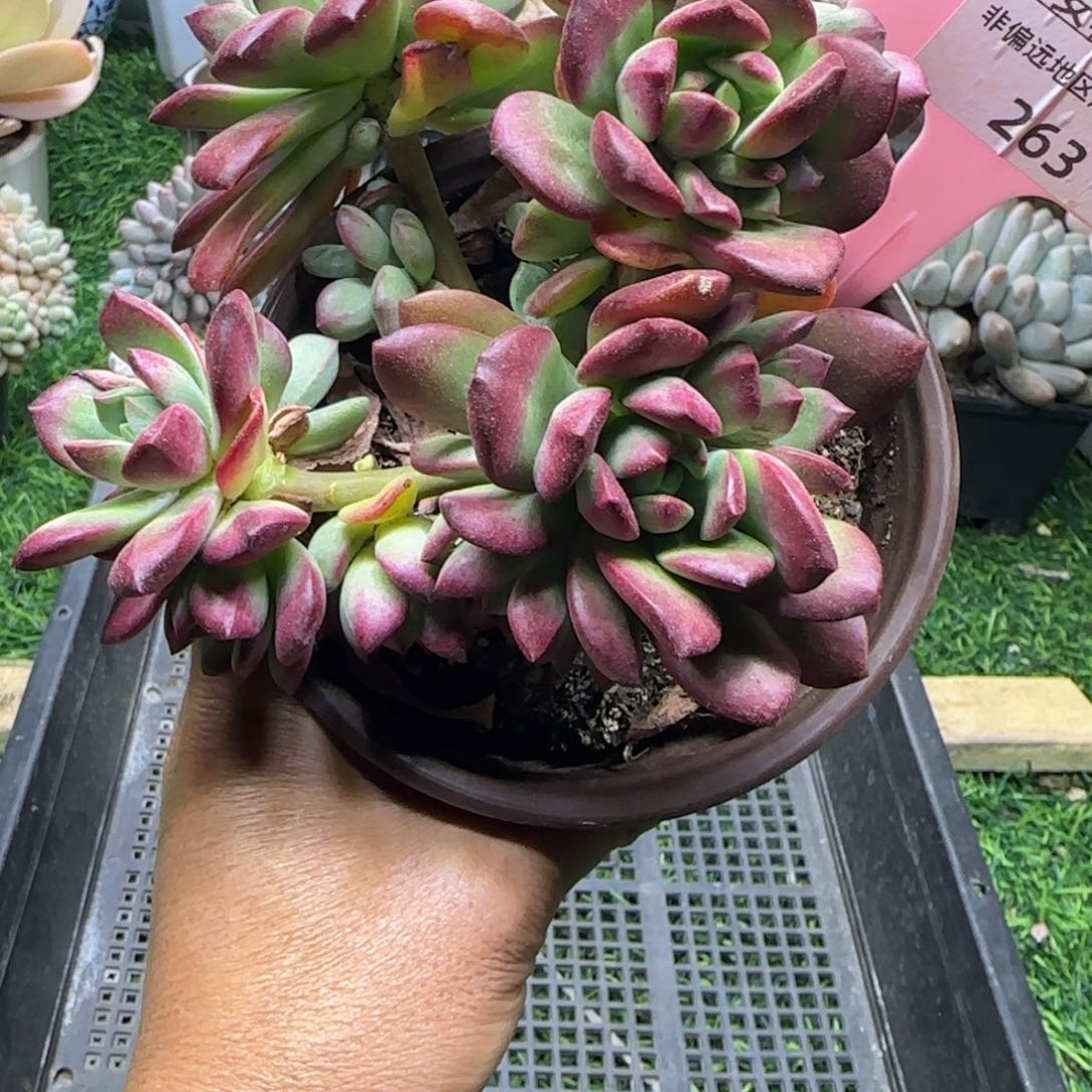 锦安精品多肉植物编号263