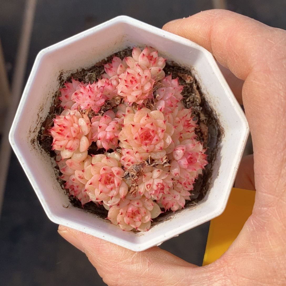 精品多肉一物一拍不包整15