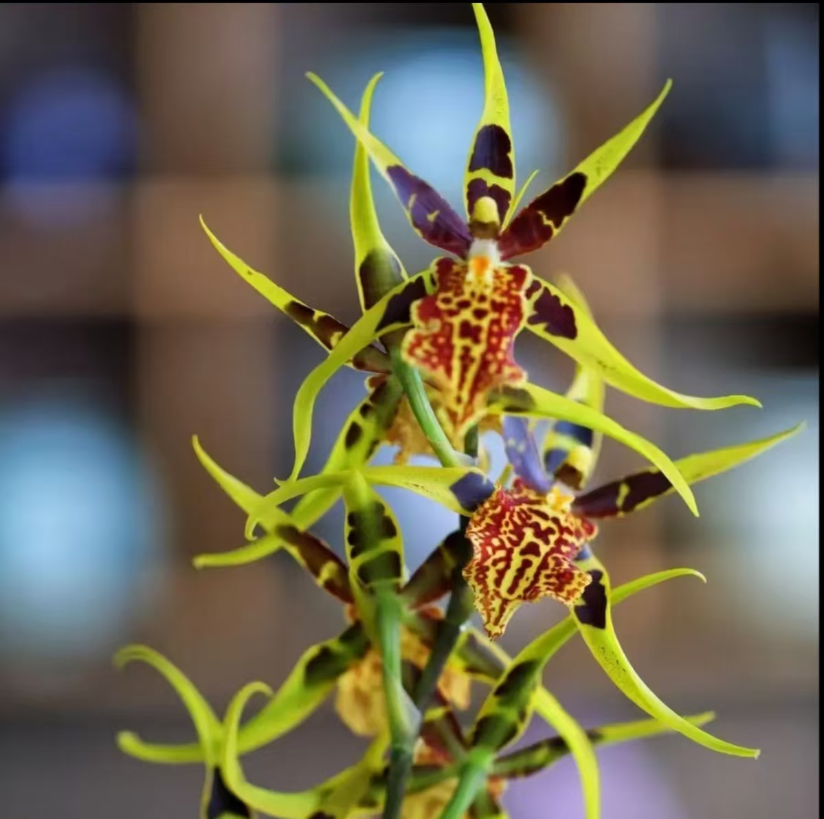 文心兰【蜘蛛兰】  花型奇特 花期长 