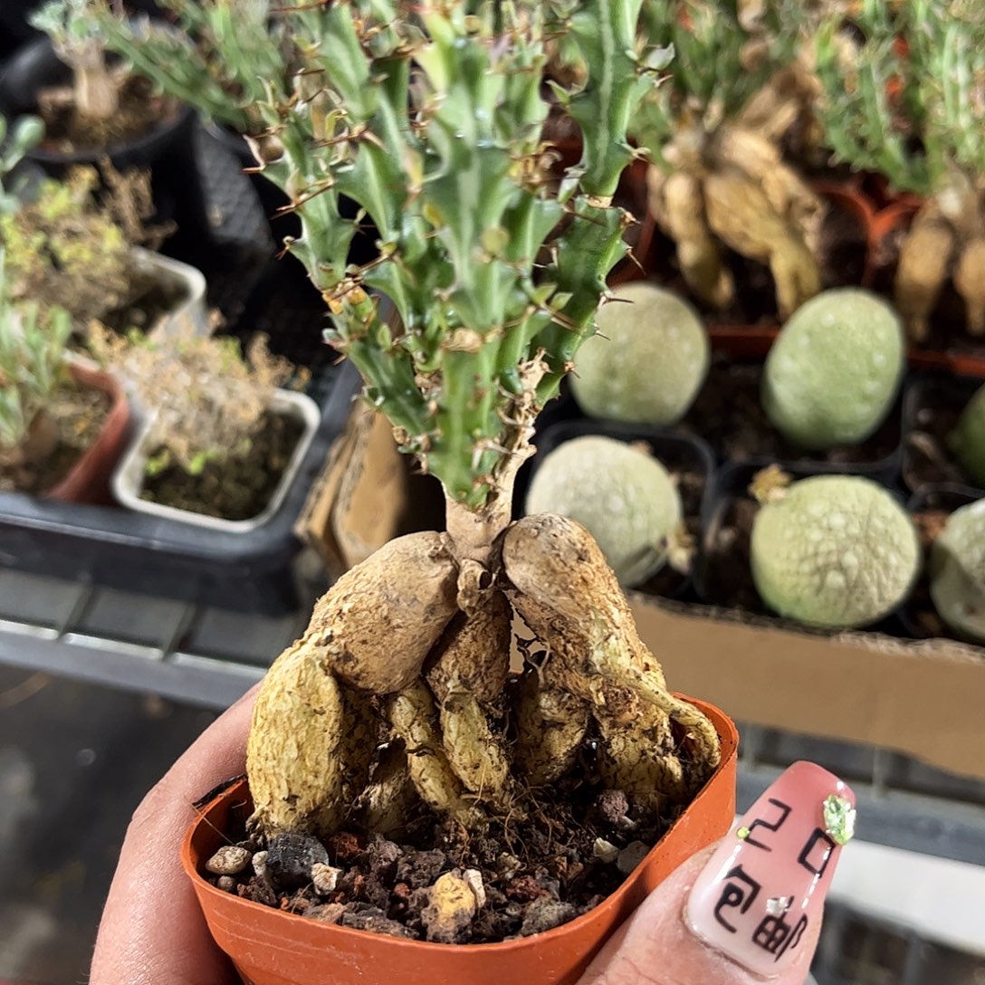 奴子麒麟单头发货