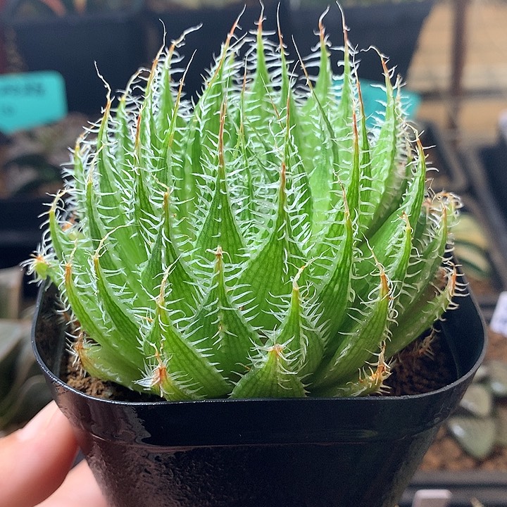 硬刺原始种一物一拍