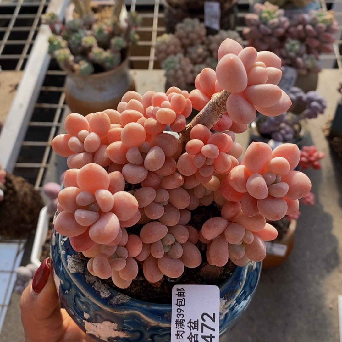 鱼子酱472/10cm多肉