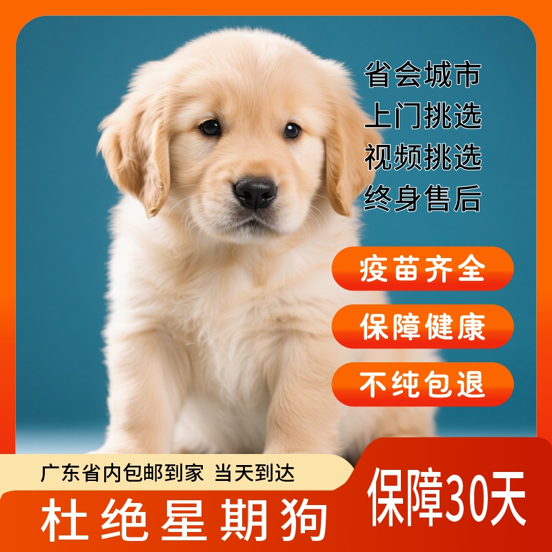 【广东深圳犬舍基地】血统拉布拉多幼犬 导盲犬宠物狗活体 质保30天