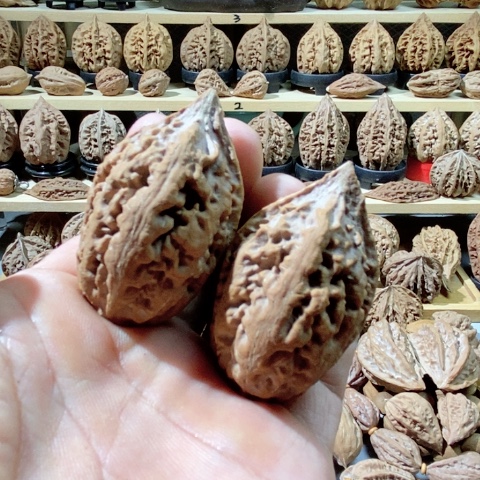 文玩核桃把件出筋大花瓶