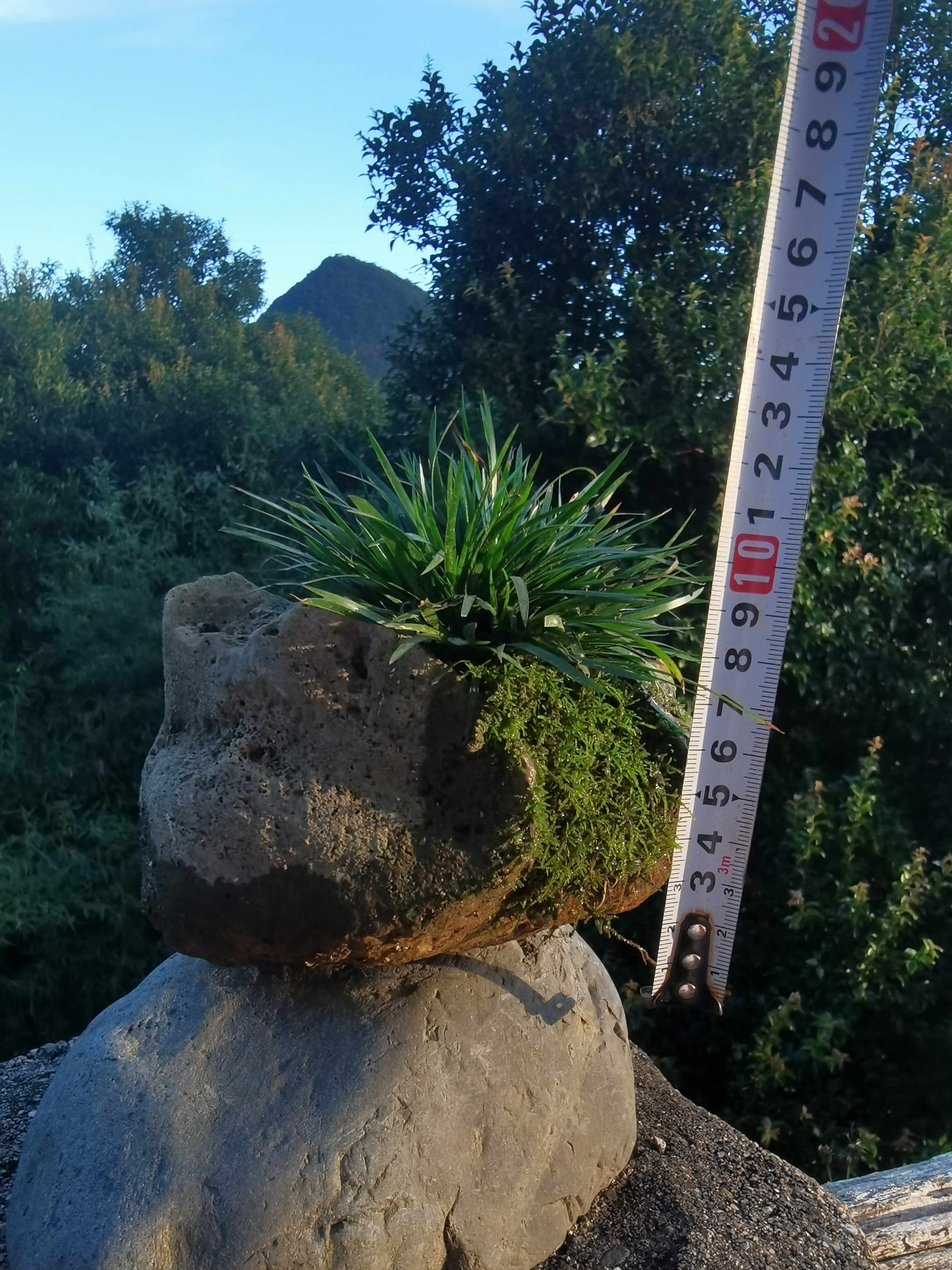 附石菖蒲金钱菖蒲室内水培附石小盆栽高档绿植景观植物茶台花卉