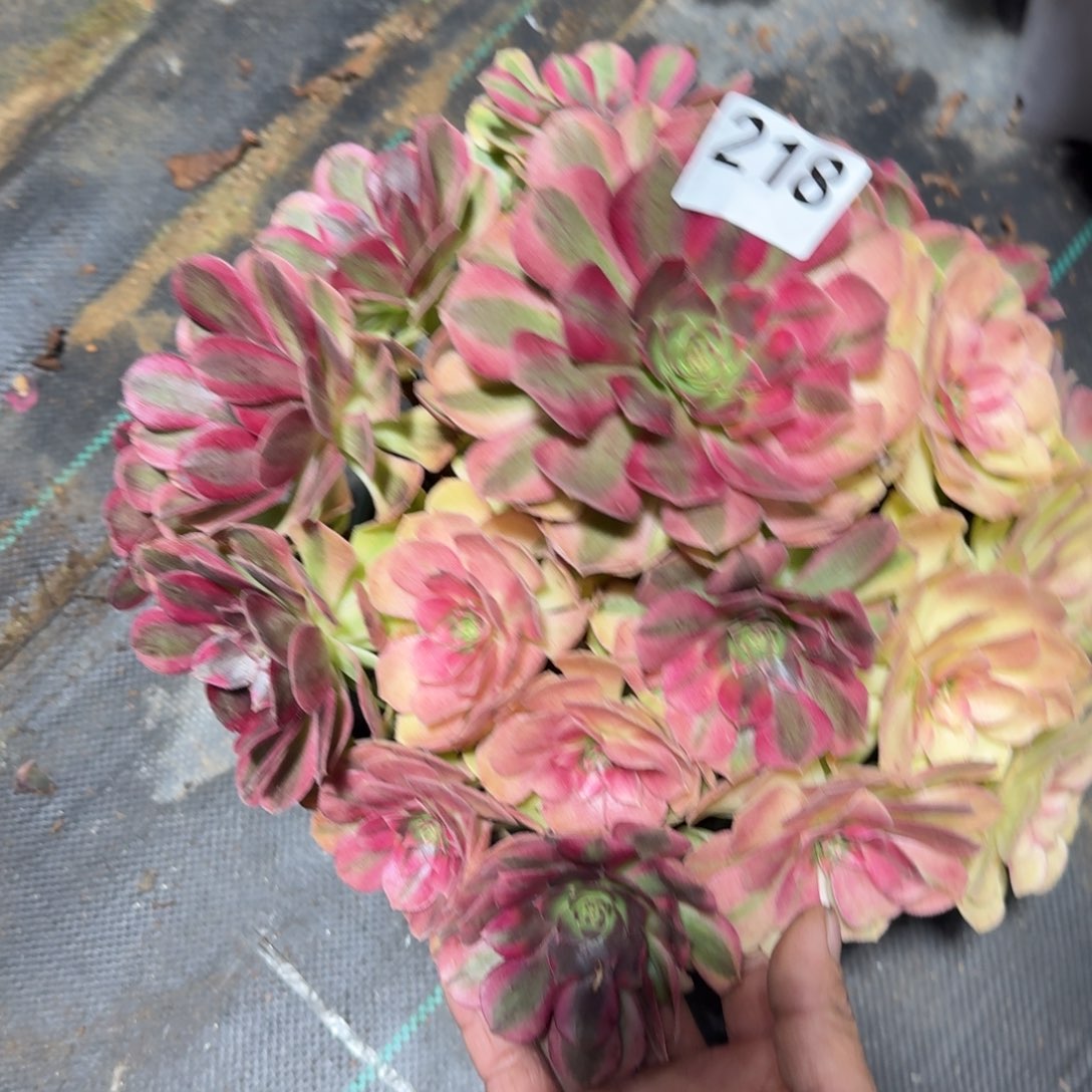 超大雨河多肉植物老庄218