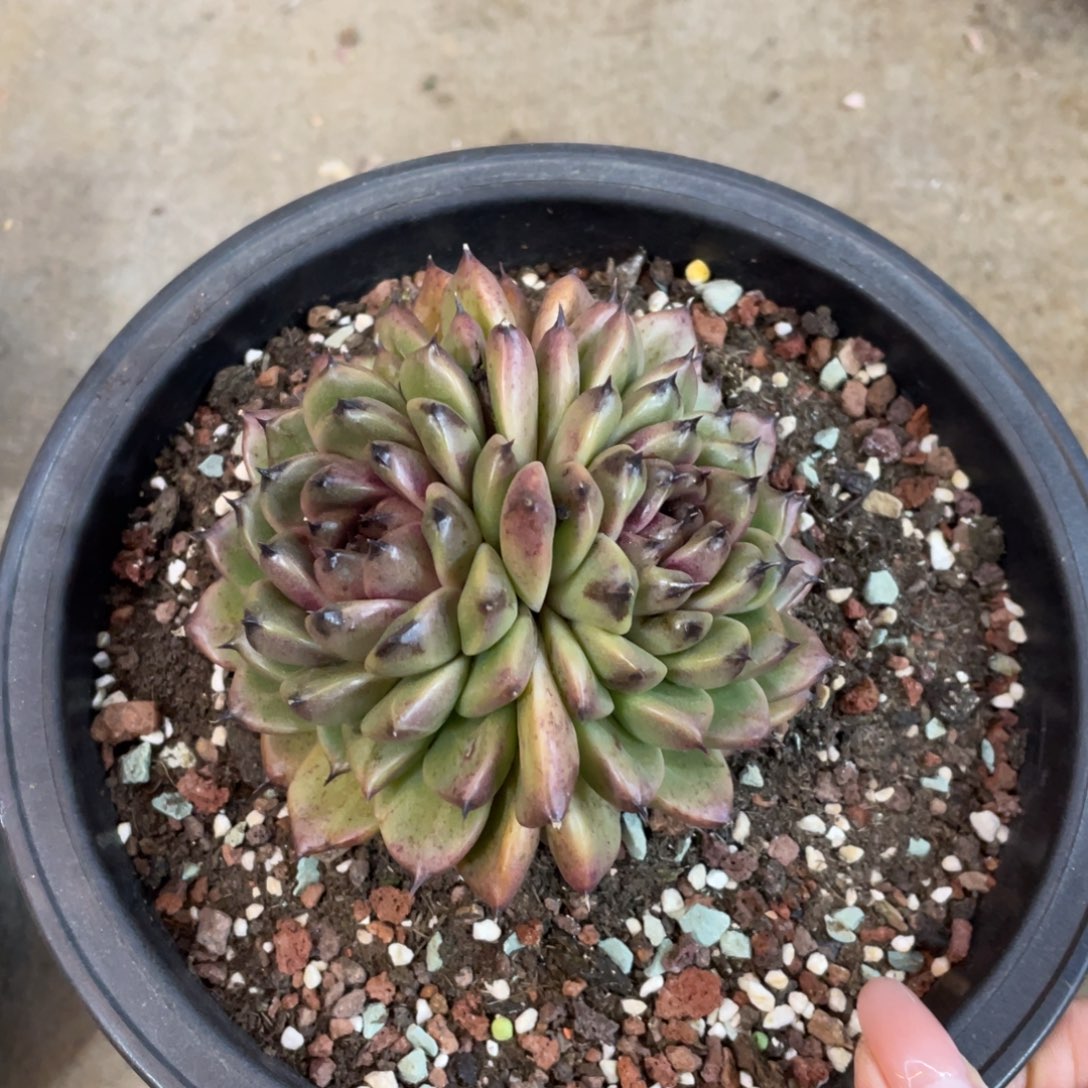 杂交冠幅10 公分一物一拍