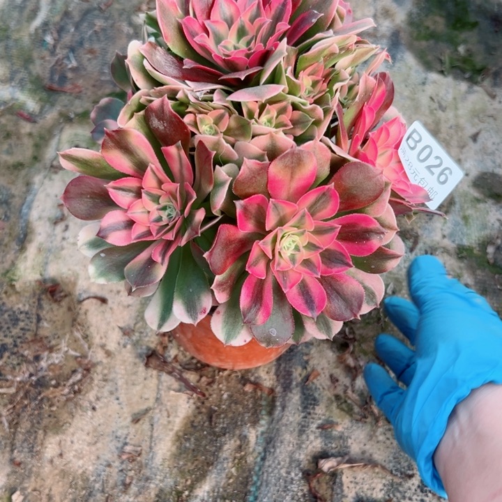 26香妃多肉植物保