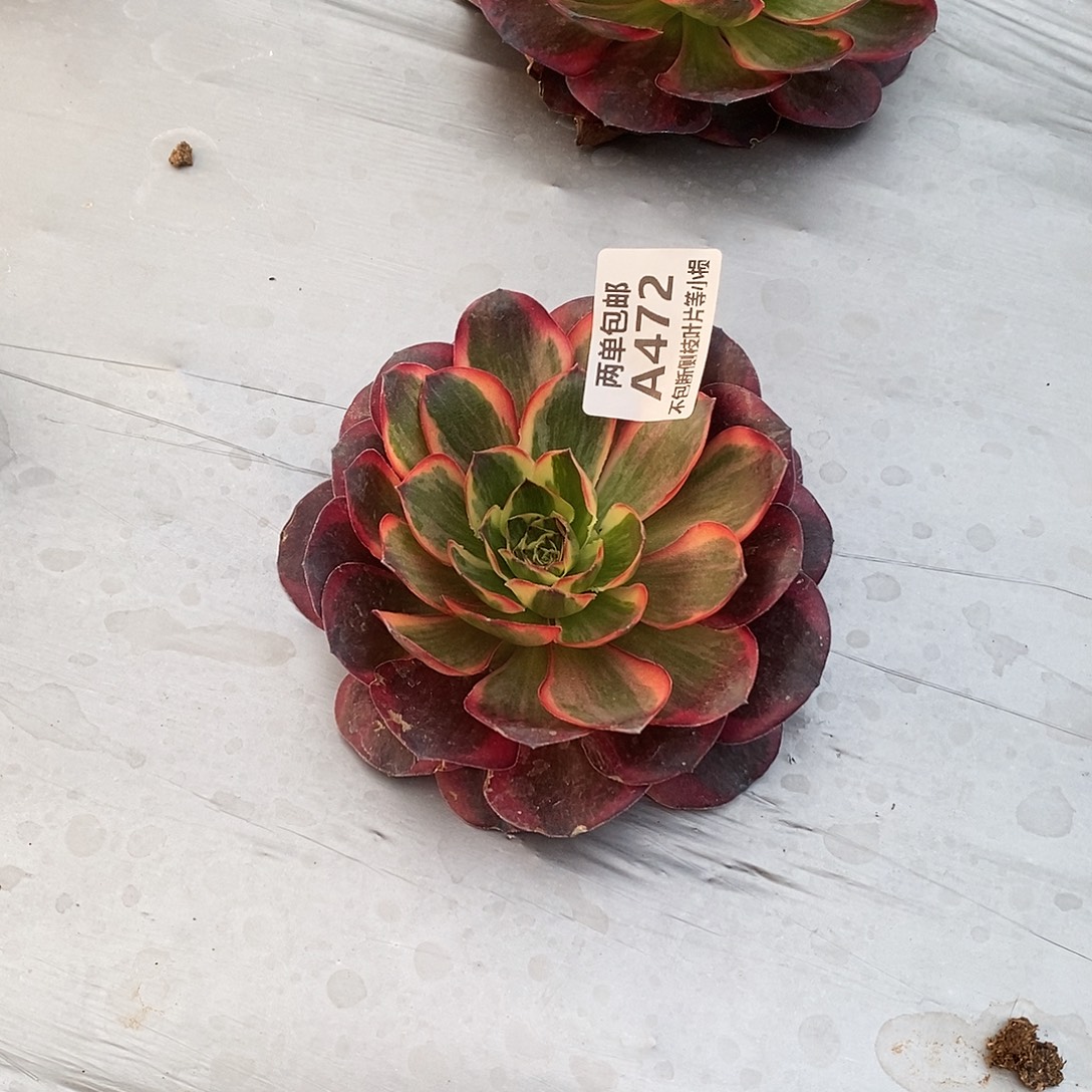 472纳福多肉大单头