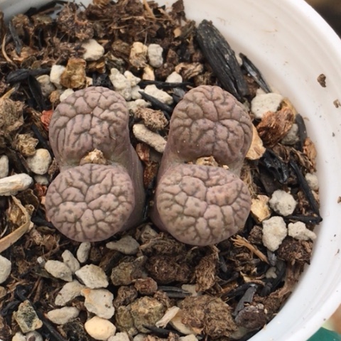 多肉肉锥 鸟哈尼