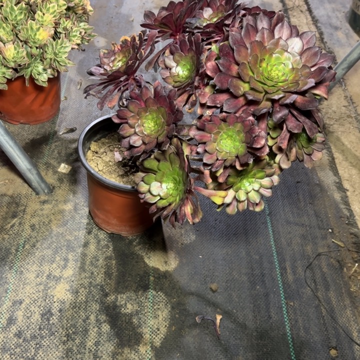 53红铜壶中多肉多肉多肉多肉