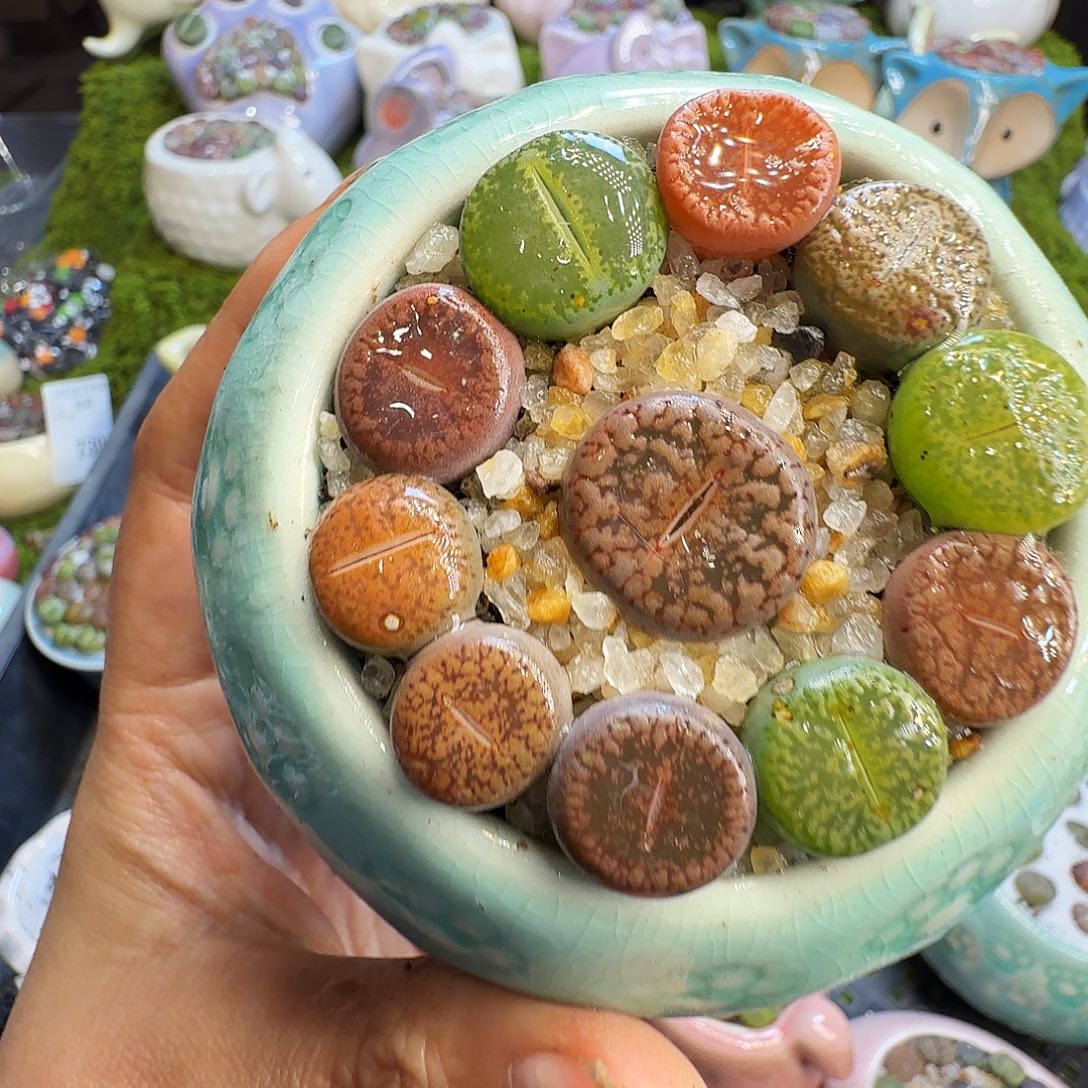 多肉植物福利冲737