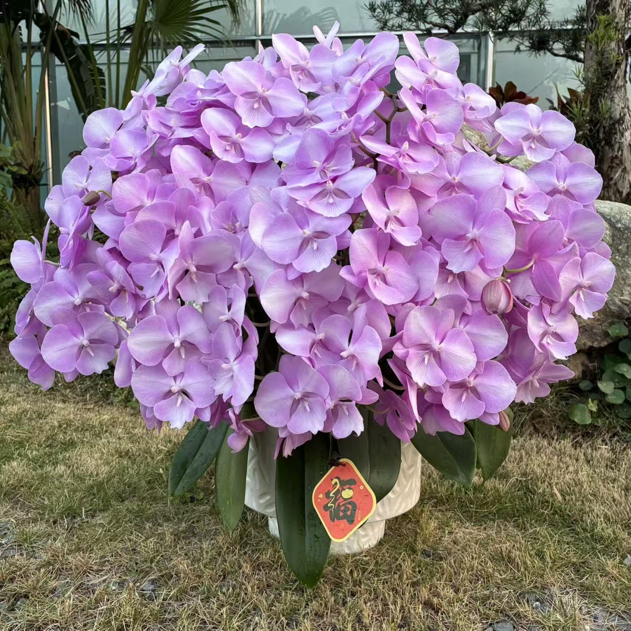 蝴蝶兰 【骑士猫】 好养耐养 欧品花 送人送礼 基地直发