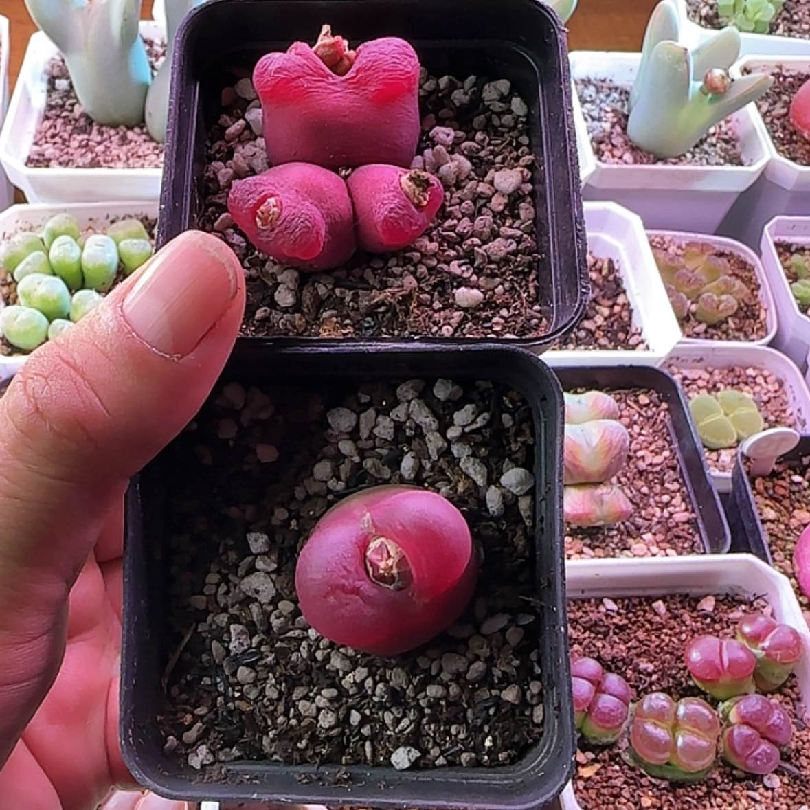 【闪购商品】12345678