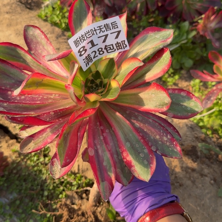 8177三号棚多肉植物B