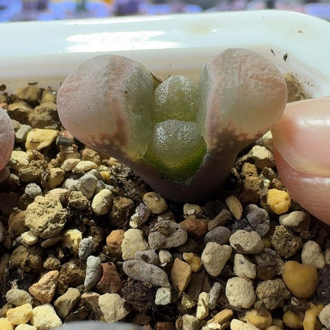 ·***.原始c三年一物一拍