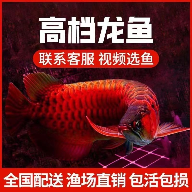 印尼红龙鱼饲养活鱼包红超血红辣椒热带淡水观赏小红龙鱼练手鱼苗