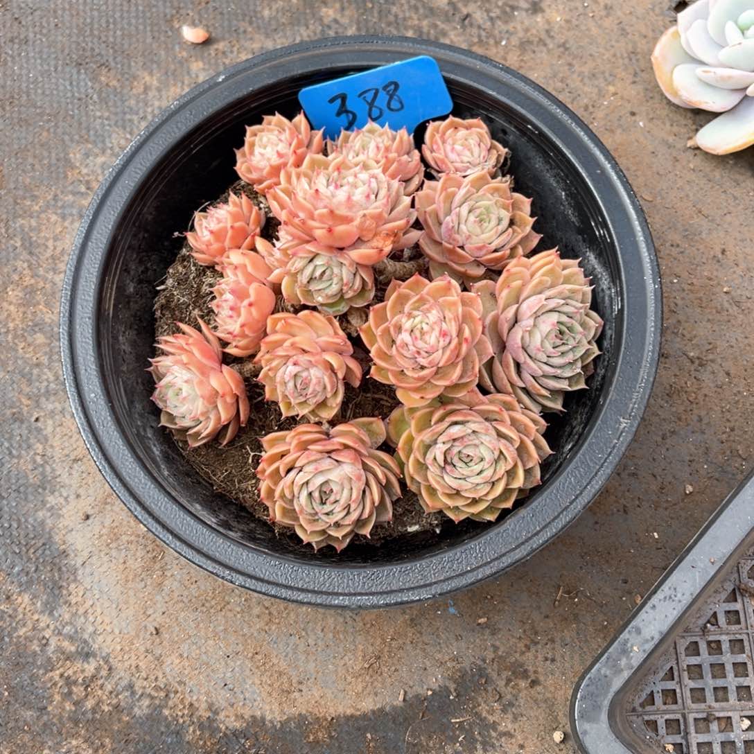 媚*388昂斯诺多肉