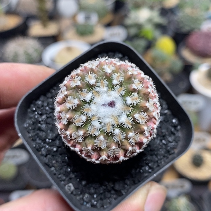 海胆娇丽222号3.3cm