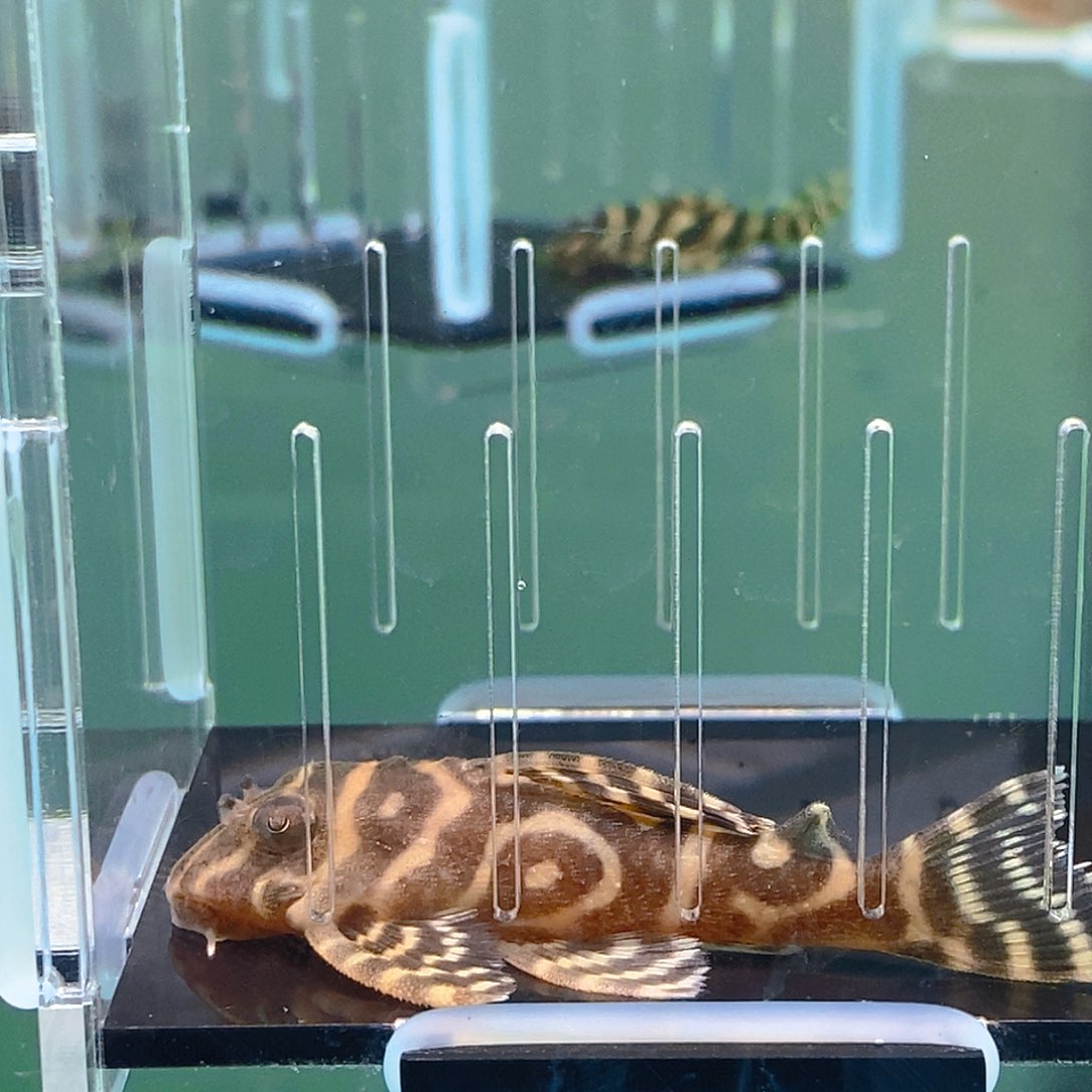 清道夫鱼帝王异型39好