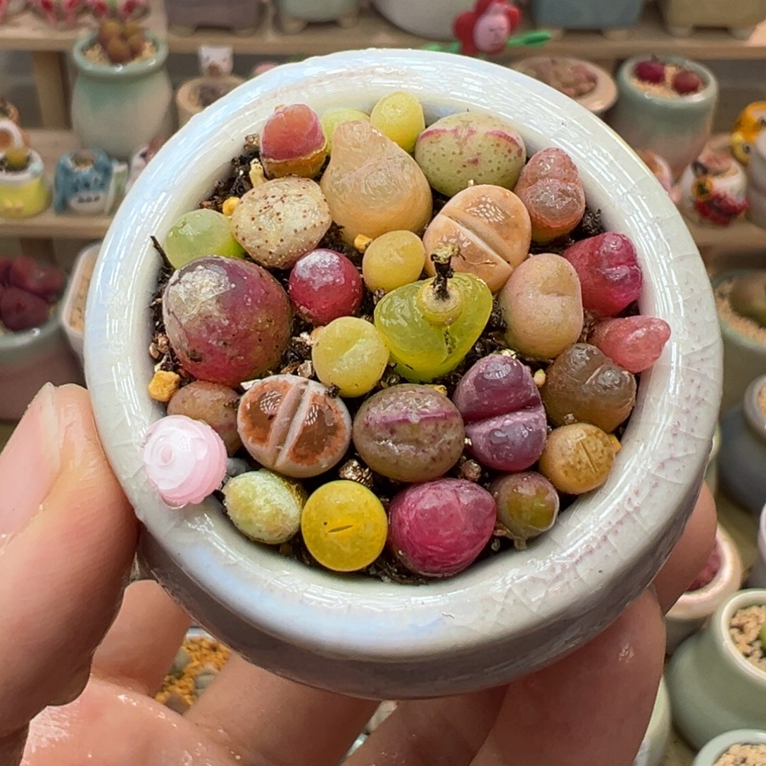 多肉植物39号彩色组合