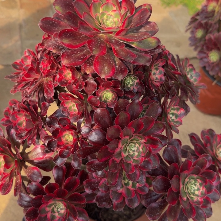 温**家丽娜捧花福利255肉肉