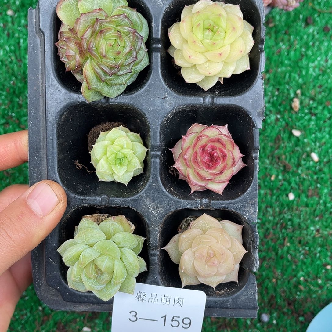 多肉植物一物一拍3-159