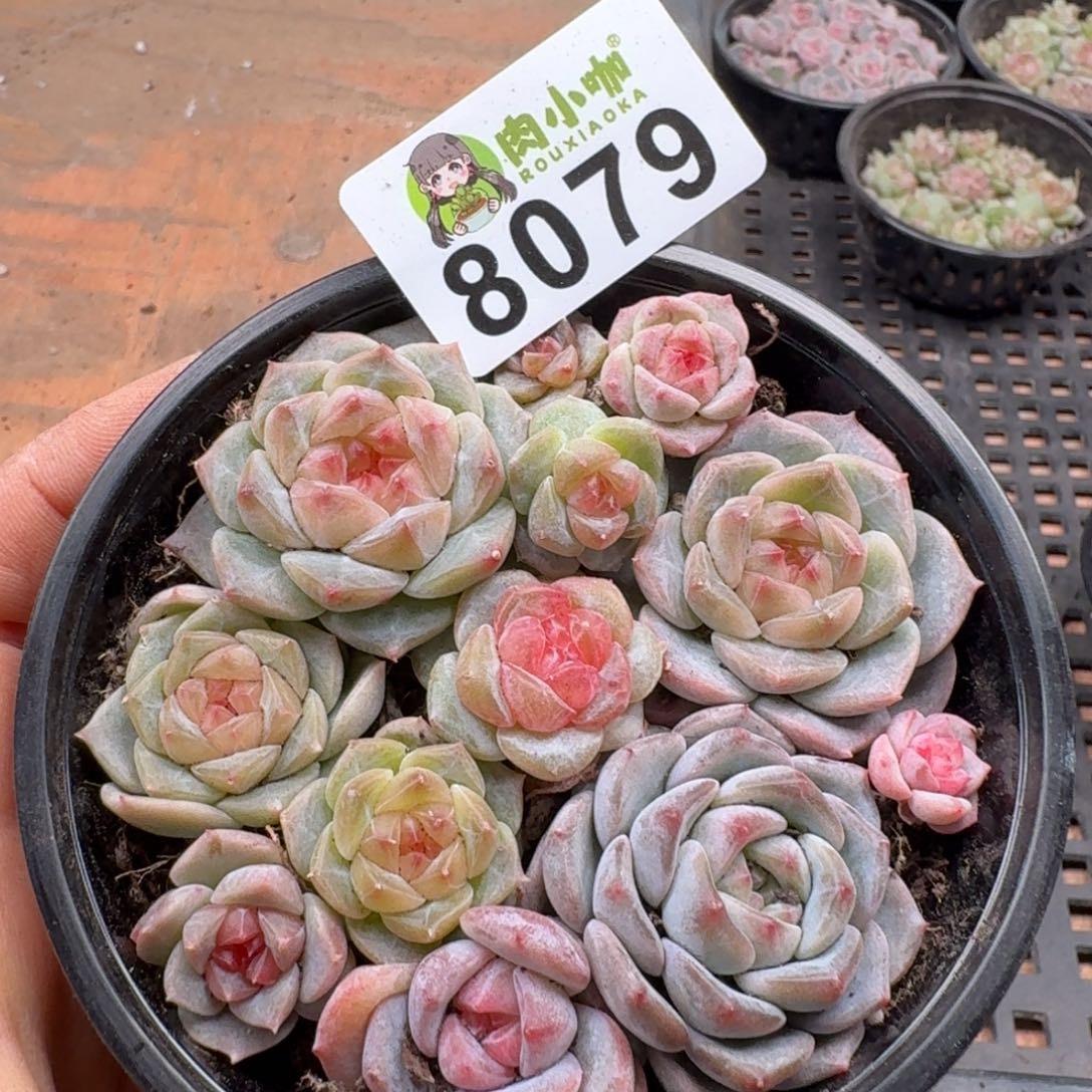 多肉植物多肉植物
