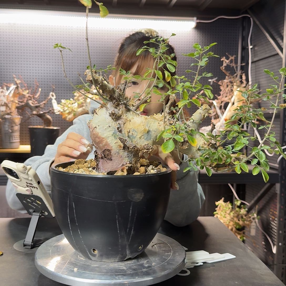 马萨比特熟桩养定