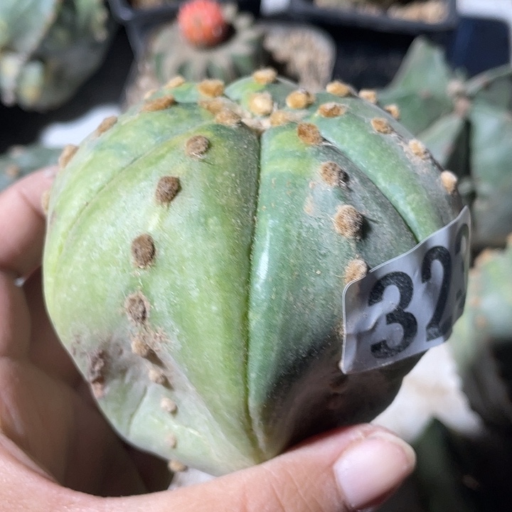 嫁接都紧一颗仙人球