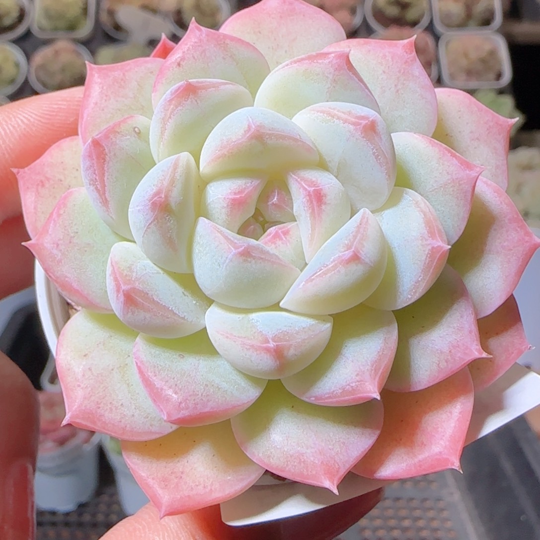花语多肉1208-50溏心