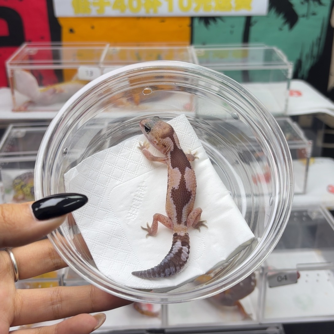 肥尾守宫奥利奥祖鲁 妹妹 V045