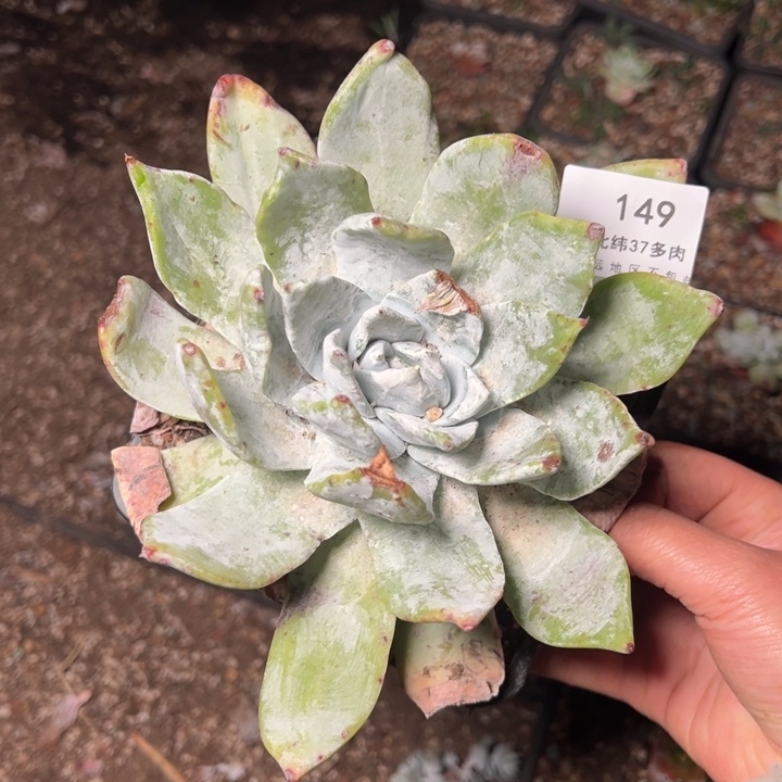 149赛哈哈哈哈哈哈哈