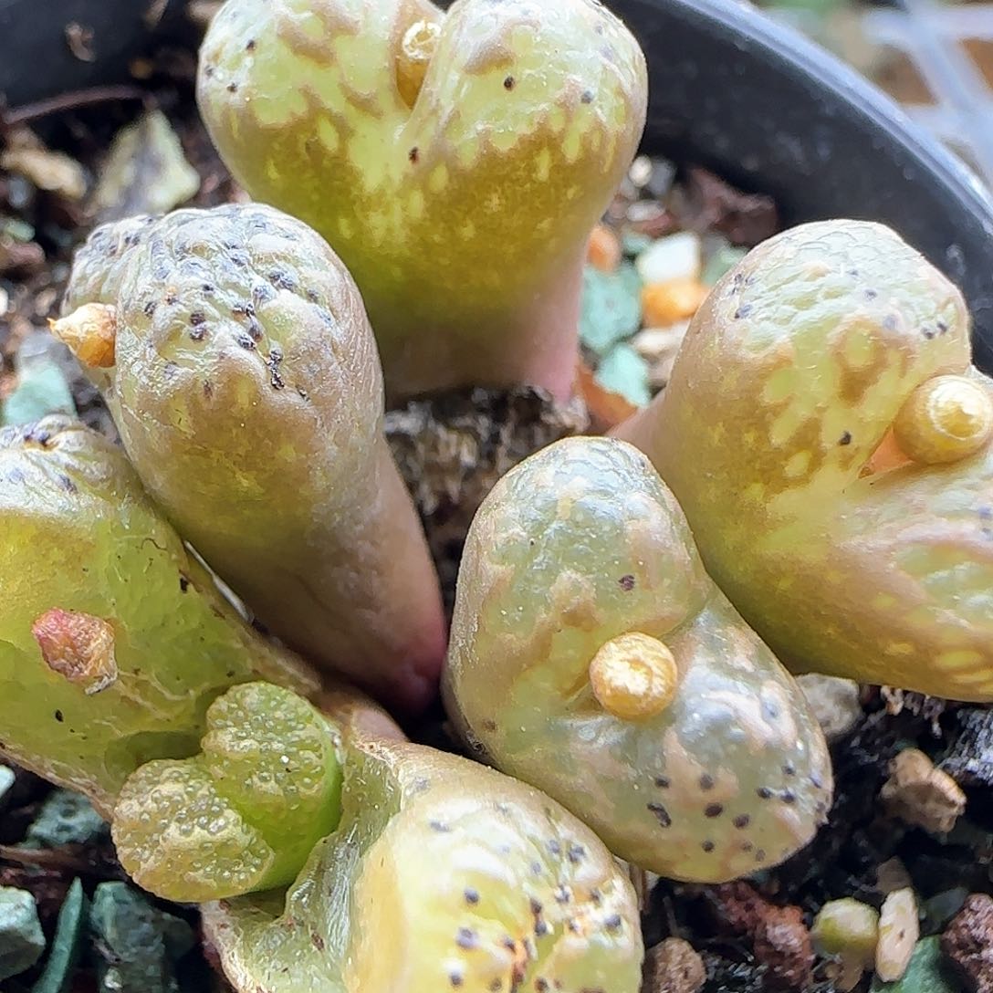 脱土年后发货24294