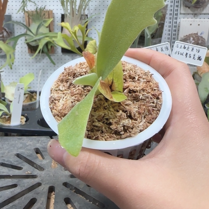 丰收月鹿角蕨哦额哦